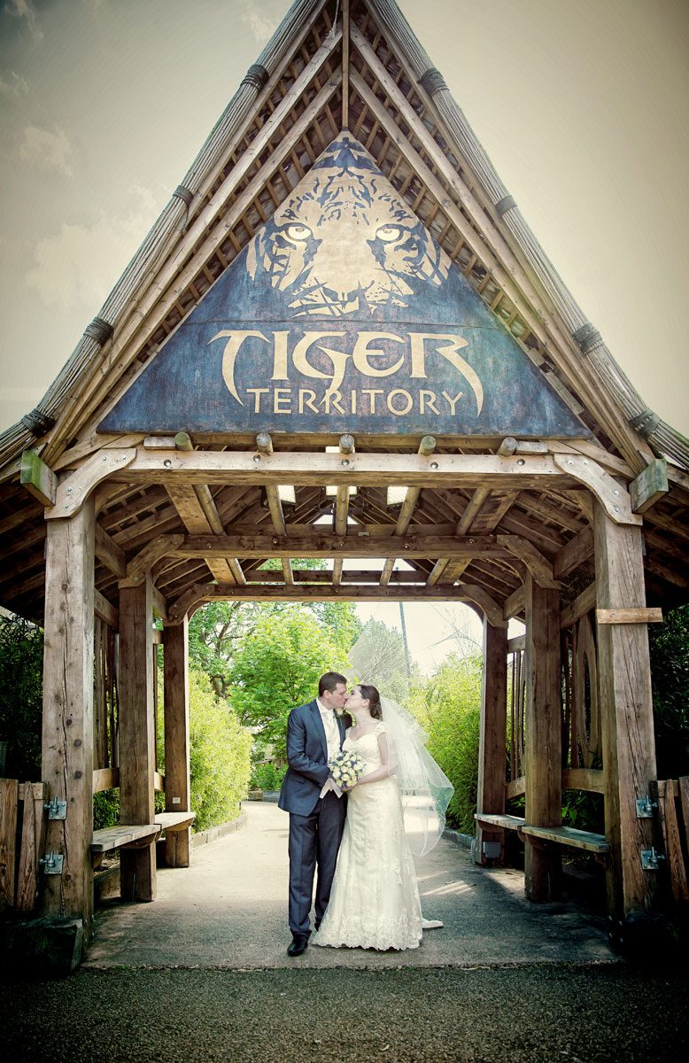 London Zoo wedding couple kiss outside the Tiger Territory enclosure